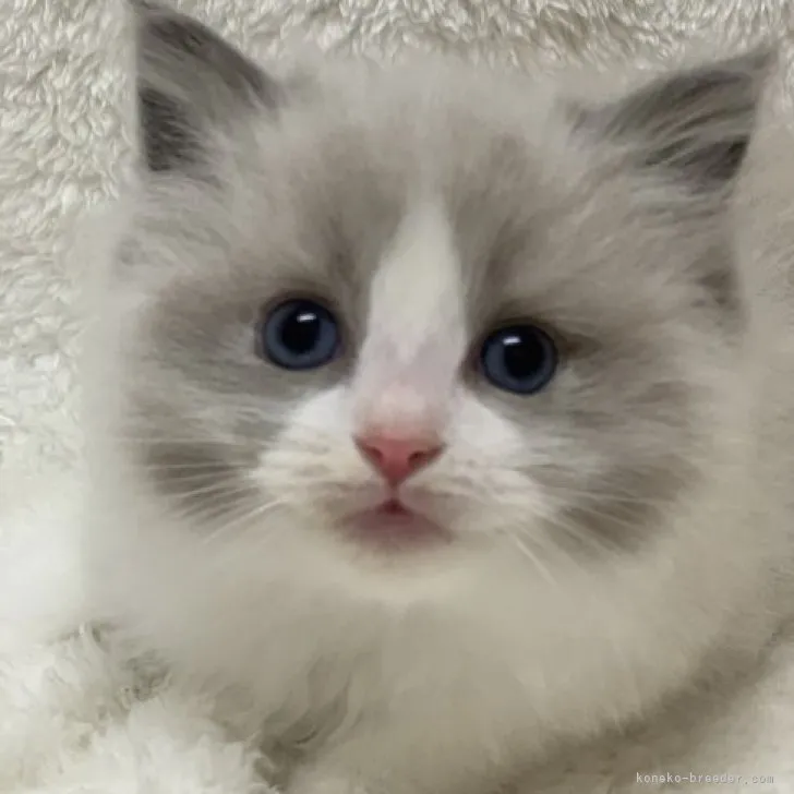 ID：2303-03037の子猫