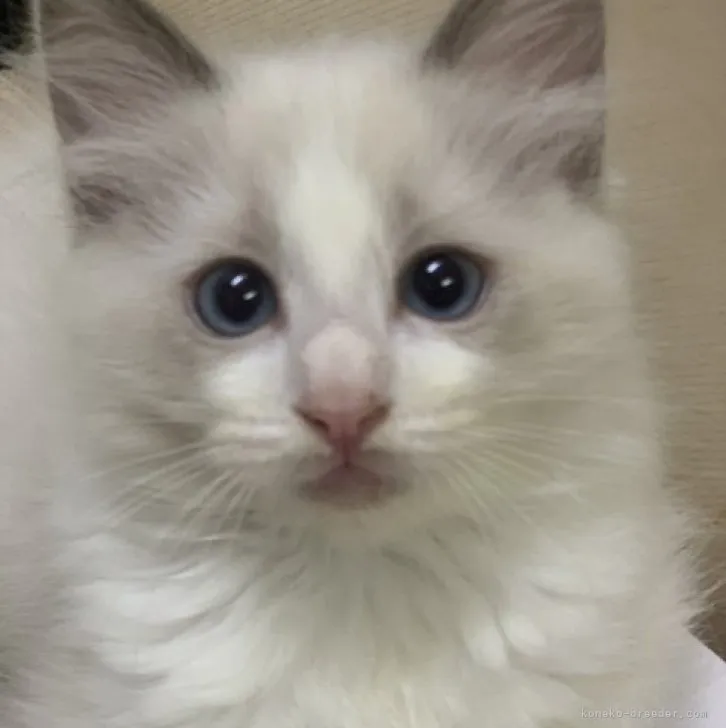 ID:2310-00010の子猫