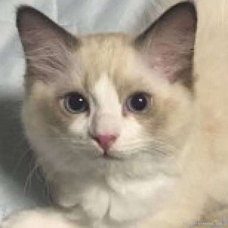 ID：2307-01111の子猫