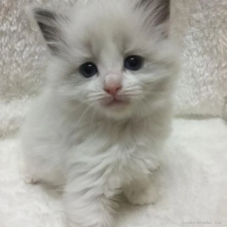 ID：2206-03172の子猫