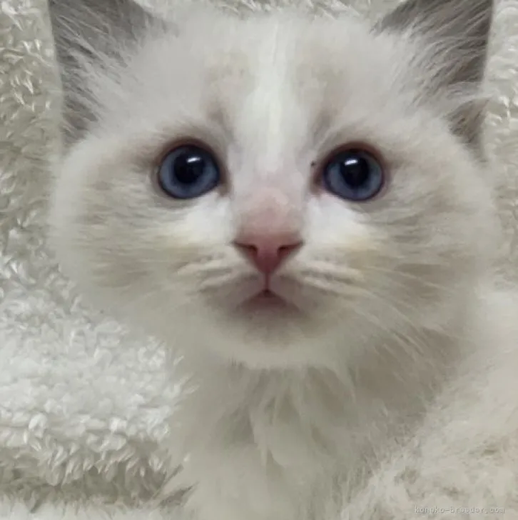ID：2312-01122の子猫