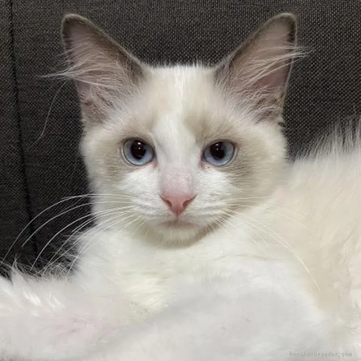 ID：2208-02327の子猫