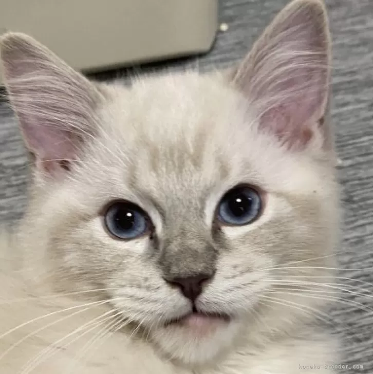 ID：2407-00650の子猫