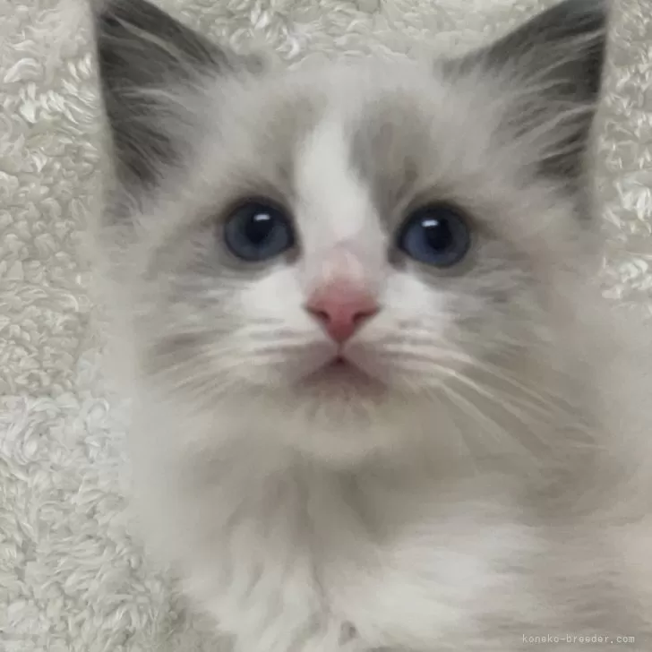 M.S 様のお迎えした子猫