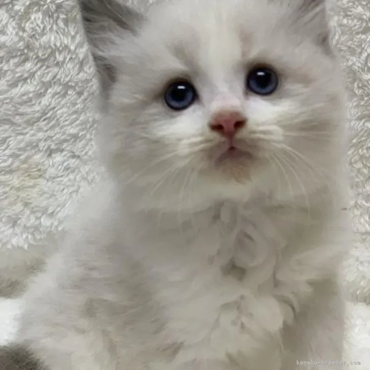 ID：2210-02476の子猫
