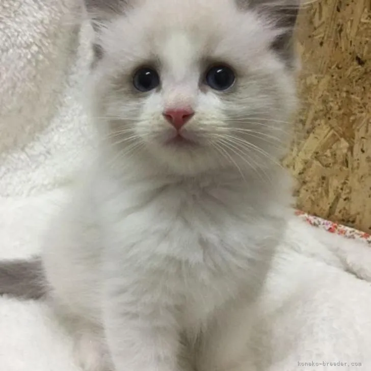 ID：2206-01786の子猫