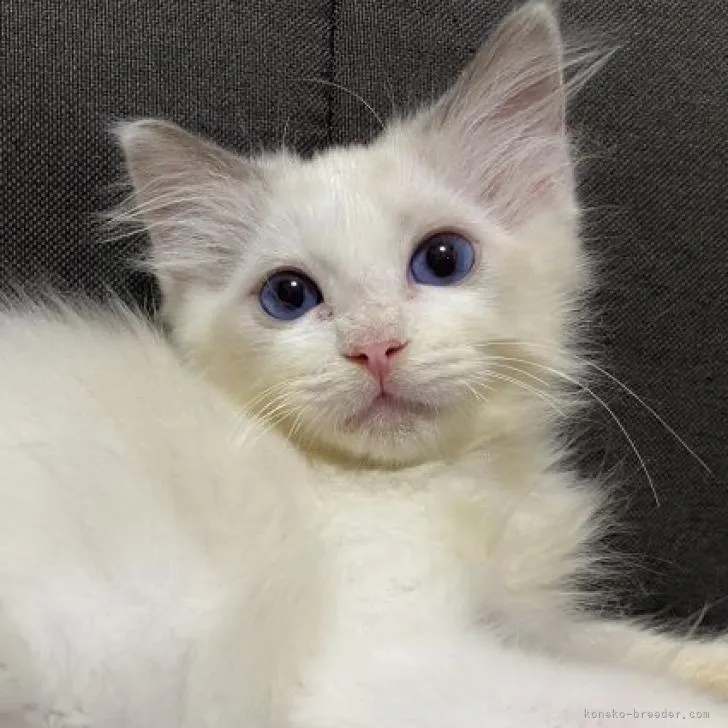 M.K 様のお迎えした子猫