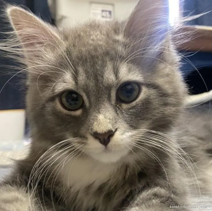 ID：2207-01244の子猫