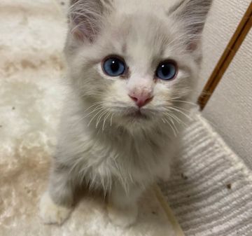 ラグドール【神奈川県・男の子・2022年2月11日・ブルーリンクスポイントバイカラー】の写真「可愛い男の子、チャンピオンベビー」
