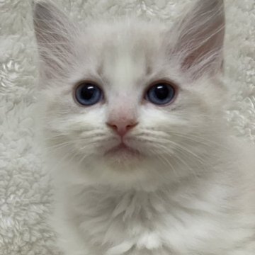 ラグドール【神奈川県・女の子・2023年9月13日・ブルーリンクスポイントバイカラー】の写真「可愛い女の子、チャンピオンベビー」