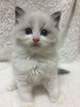 ラグドール【神奈川県・男の子・2022年4月24日・ブルーポイントバイカラー】の写真「可愛い男の子、チャンピオンベビー」