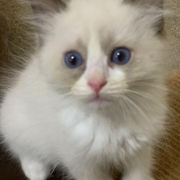 ラグドール【神奈川県・男の子・2022年7月3日・シールポイントバイカラー】の写真「可愛い男の子、チャンピオンベビー」