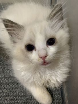 ラグドール【神奈川県・女の子・2022年3月11日・ブルーポイントバイカラー】の写真「可愛い女の子、チャンピオンベビー」
