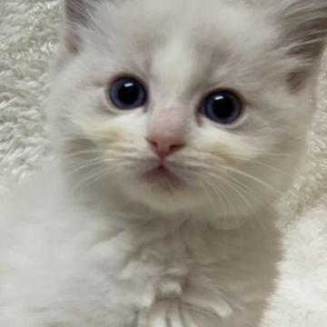 ラグドール【神奈川県・女の子・2022年11月13日・ブルーリンクスポイントバイカラー】の写真「可愛い女の子、チャンピオンベビー」