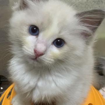 ラグドール【神奈川県・男の子・2022年6月28日・ブルーポイントバイカラー】の写真「可愛い男の子、チャンピオンベビー」