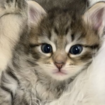 サイベリアン【神奈川県・男の子・2023年6月19日・ブラックシルバーマッカレルタビー】の写真「可愛い男の子、チャンピオンベビー」