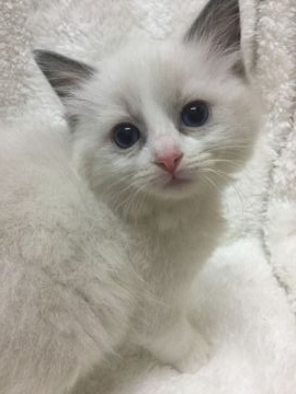 ラグドール【神奈川県・男の子・2022年1月30日・ブルーポイントバイカラー】の写真「可愛い男の子、チャンピオンベビー」