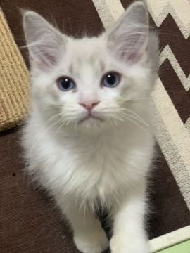 ラグドール【神奈川県・男の子・2022年2月11日・ブルーリンクスポイントバイカラー】の写真「可愛い男の子、チャンピオンベビー」