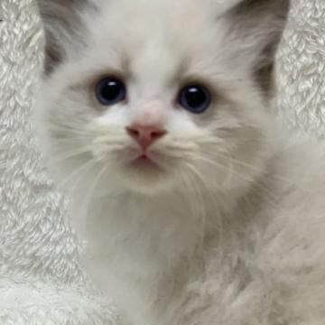 ラグドール【神奈川県・男の子・2022年9月9日・シールポイントバイカラー】の写真「可愛い男の子、チャンピオンベビー」