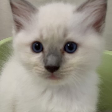 ラグドール【神奈川県・男の子・2023年6月14日・ブルーポイントミテッド】の写真「可愛い男の子、チャンピオンベビー」