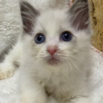 ラグドール【神奈川県・男の子・2023年8月5日・ブルーポイントバイカラー】の写真「可愛い男の子、チャンピオンベビー」