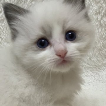 ラグドール【神奈川県・女の子・2023年2月17日・ブルーポイントバイカラー】の写真「可愛い女の子、チャンピオンベビー」