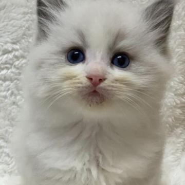 ラグドール【神奈川県・男の子・2022年11月13日・ブルーポイントバイカラー】の写真「可愛い男の子、チャンピオンベビー」