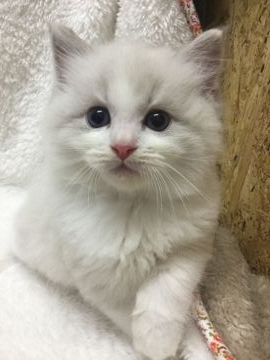 ラグドール【神奈川県・男の子・2022年4月24日・ブルーリンクスポイントバイカラー】の写真「可愛い男の子、チャンピオンベビー」