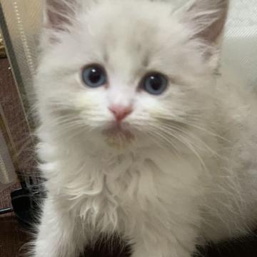 ラグドール【神奈川県・男の子・2022年4月24日・ブルーリンクスポイントバイカラー】の写真「可愛い男の子、チャンピオンベビー」