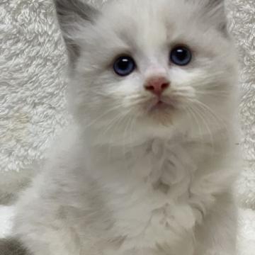ラグドール【神奈川県・男の子・2022年9月9日・ブルーポイントバイカラー】の写真「可愛い男の子、チャンピオンベビー」