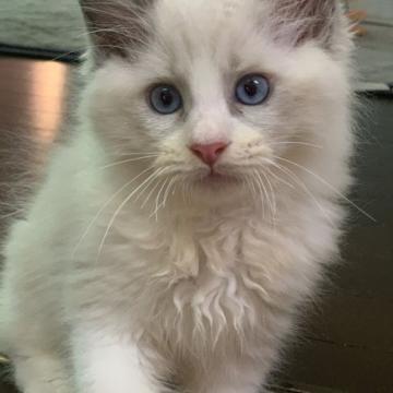 ラグドール【神奈川県・男の子・2022年8月26日・ブルーポイントバイカラー】の写真「可愛い男の子、チャンピオンベビー」