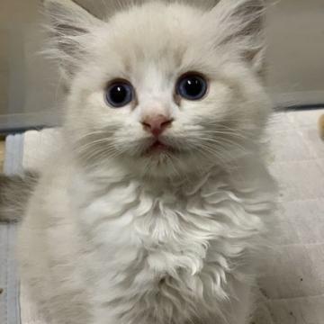 ラグドール【神奈川県・女の子・2022年9月9日・シールリンクスポイントバイカラー】の写真「可愛い女の子、チャンピオンベビー」