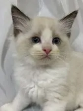 ラグドール【神奈川県・男の子・2021年3月15日・シールポイントバイカラー】の写真1