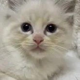 ラグドール【神奈川県・男の子・2022年7月3日・シールリンクスポイントバイカラー】の写真1「8/27撮影」