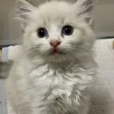 ラグドール【神奈川県・女の子・2022年9月9日・シールリンクスポイントバイカラー】の写真1「11/3撮影」