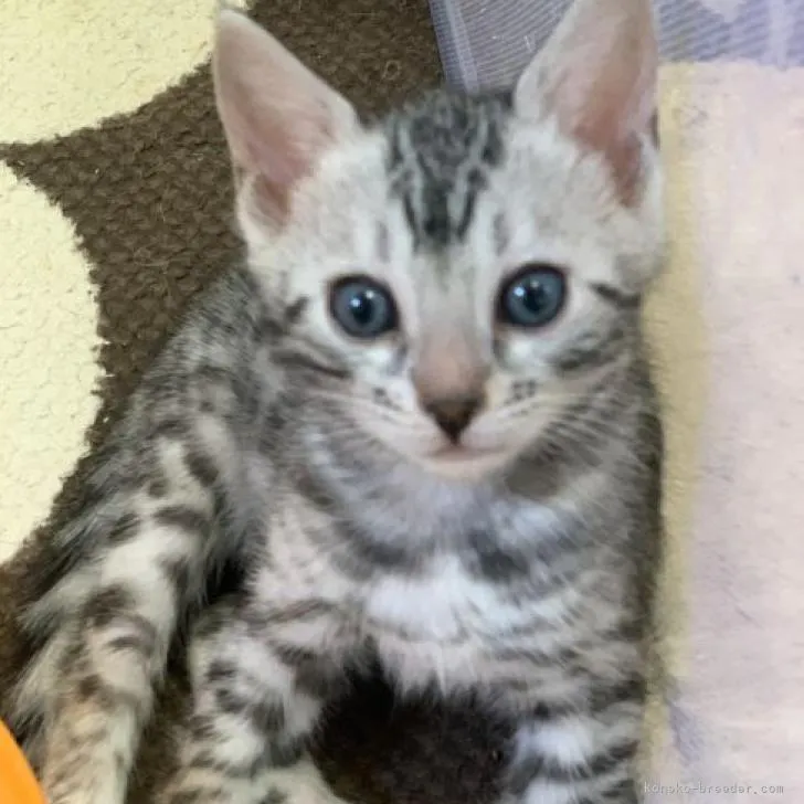 ID：2212-01180の子猫