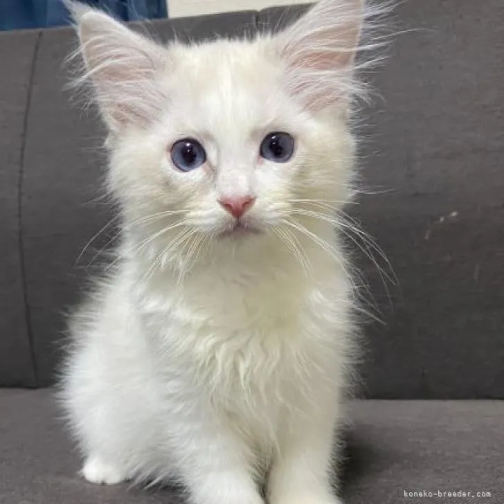 なご 様のお迎えした子猫