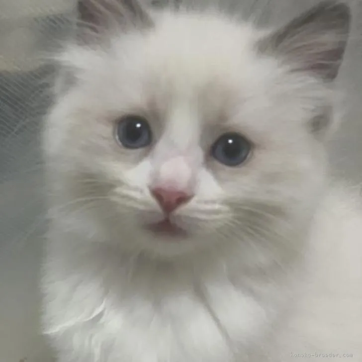 もも 様のお迎えした子猫