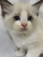 ラグドール【神奈川県・男の子・2021年3月15日・シールポイントバイカラー】の写真2