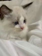 ラグドール【神奈川県・男の子・2021年3月15日・シールポイントバイカラー】の写真3