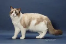 ラグドール【神奈川県・女の子・2021年9月9日・ブルーリンクスポイントバイカラー】の写真4「パパです。シールポイントバイカラー」