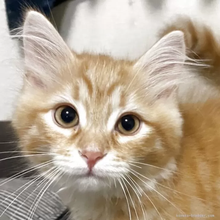 H.K 様のお迎えした子猫