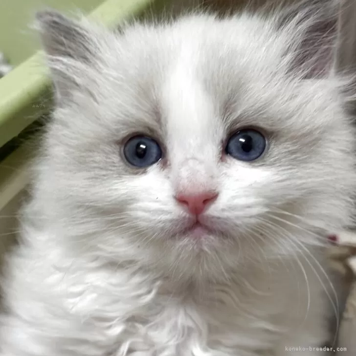 ID:2509-00506の子猫