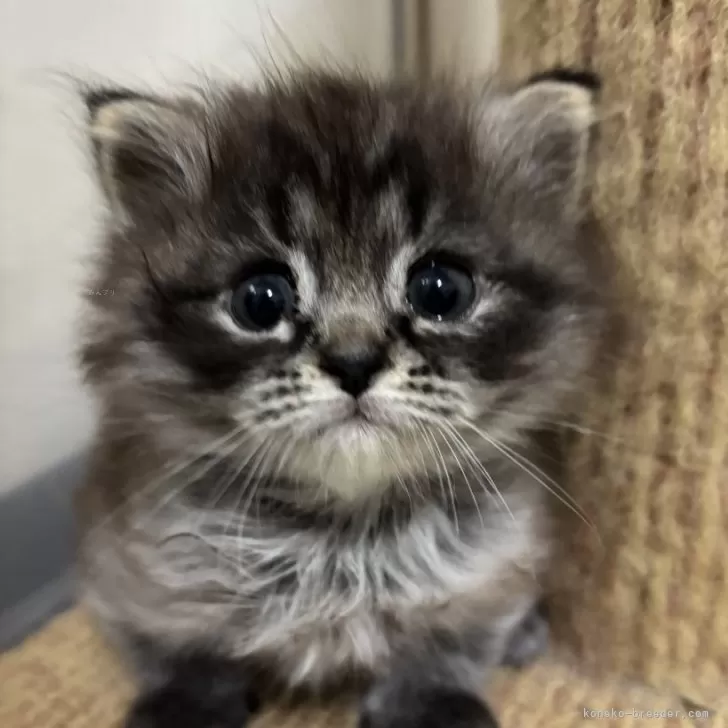 T.K 様のお迎えした子猫