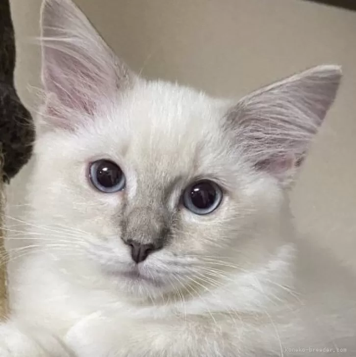 ID：2508-01993の子猫