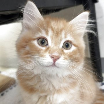 サイベリアン【神奈川県・男の子・2025年8月15日・クリームクラシックタビー】の写真「可愛い男の子、チャンピオンベビー」