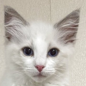 ラグドール【神奈川県・男の子・2025年7月2日・ブルーポイントバイカラー】の写真「可愛い男の子、チャンピオンベビー」