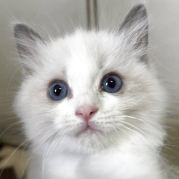 ラグドール【神奈川県・女の子・2025年8月24日・ブルーポイントバイカラー】の写真「可愛い女の子、チャンピオンベビー」