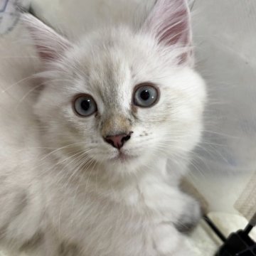 サイベリアン【神奈川県・女の子・2025年8月15日・ブルーリンクスポイント】の写真「可愛い女の子、チャンピオンベビー」