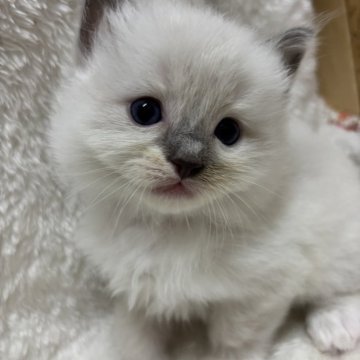 ラグドール【神奈川県・男の子・2024年11月11日・ブルーポイントミテッド】の写真「可愛い男の子、チャンピオンベビー」